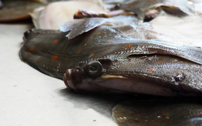 Deutschland geht der Fisch aus