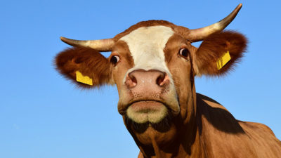 Warum Kühe Hörner tragen sollten