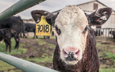 Neuer Futter-Cocktail macht Kühe klimafreundlich